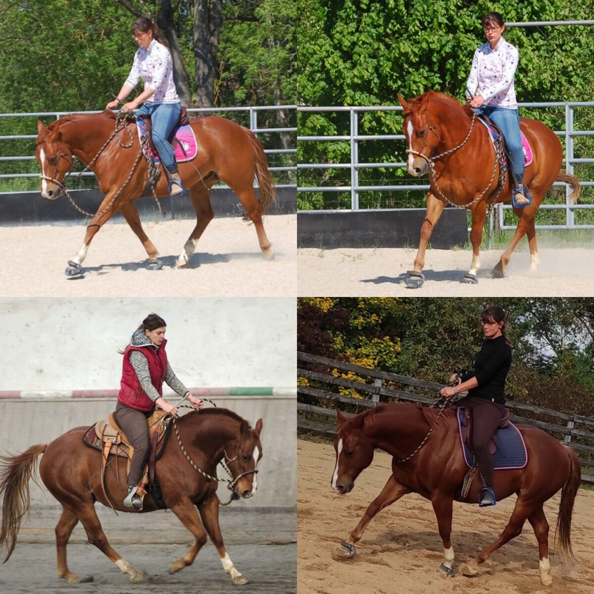 Jak se domluvit s koněm – Teorie a komentovaný trénink