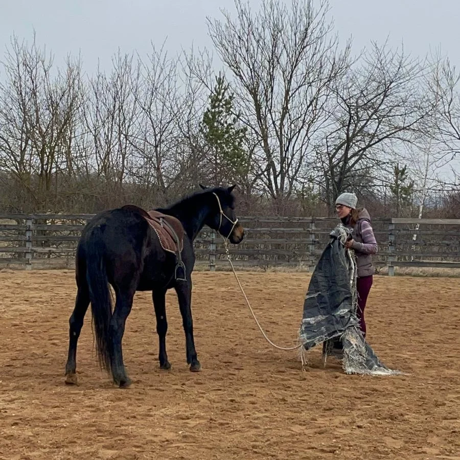 Výcvik koně s plachtou