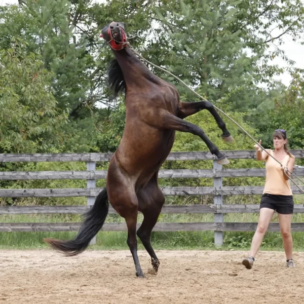 výcvik koně ze země