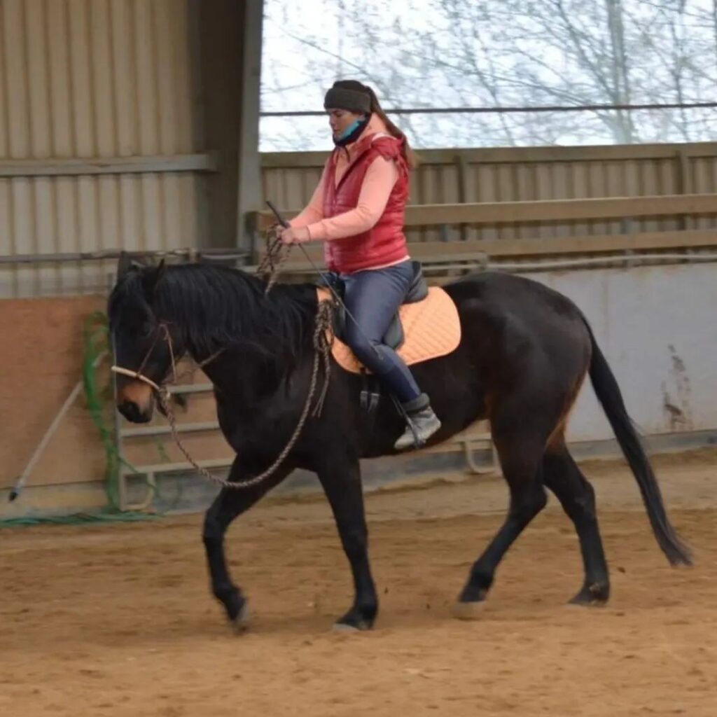 bezudidlové ježdění, mladý kůň, bosal